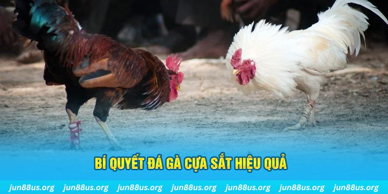 32win32 đá gà cựa dao