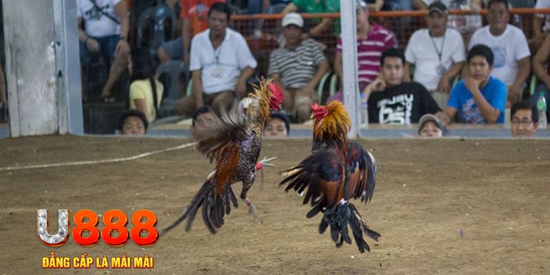 32win32 đăng nhập mậu binh online